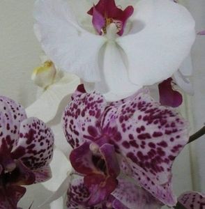 Meet your Posher, Rubio